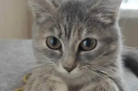 Ищем нового хозяина для умной кошки Котёнок в Томске