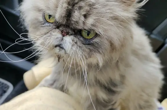 Найдена домашняя Персидская кошка в Московской области