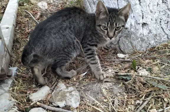 Найдена кошка на Школьной улице, 62, Анапская
