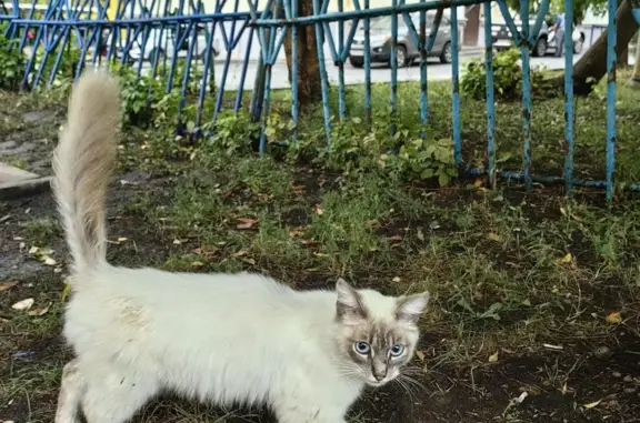 Найдена кошка, ул. Космонавтов, Уфа