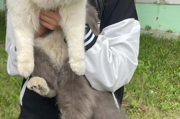 Найдена серо-белая пушистая кошка возле 12-й школы, Магистральная ул., 111, Ноябрьск