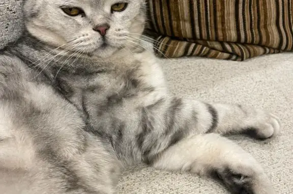 Кошки потеряшки, Новосибирск, фото: Потеряшка кот, британец, ул. Виктора Шевелёва, 18/1, Новосибирск