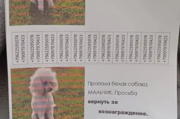 Пропала собака Пудель карликовый, ул. Победы, Гусев