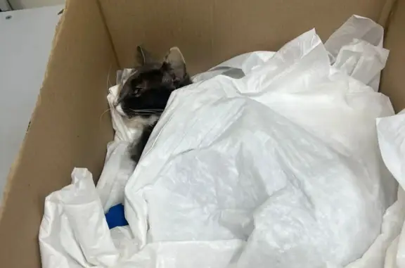 Найдена стерилизованная кошка на ул. Будённого, Краснодар