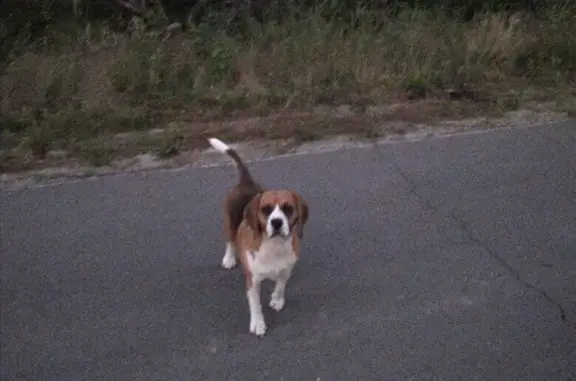 Пропала собака Мальчик, 8 лет, Московская область