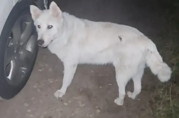 Собака найдена в Бобровке, Алтайский край