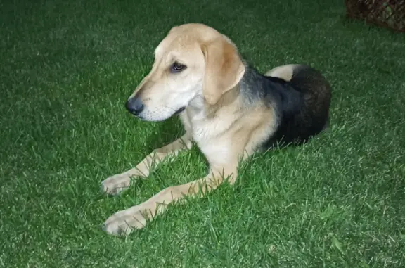 Найден щенок русской гончей на ул. Маршала Жукова, 9