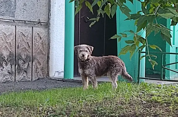 Найдена собака в Красноярске на ул. Гусарова, 58