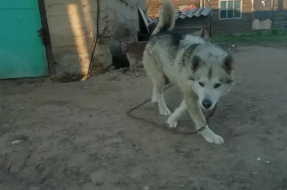 Пропала собака Аляскинский маламут, ул. Гурьева, 20, Борзя