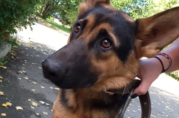 Собака найдена на Соловьиной улице, Култаево