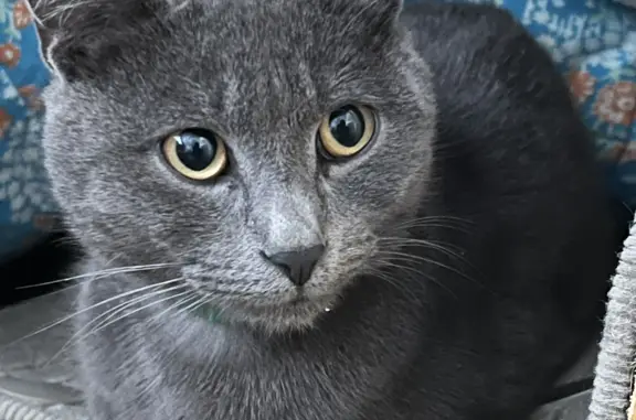 Найдена домашняя кошка на бульваре Джордано Бруно, 4