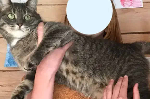 Кошки потеряшки, Санкт-Петербург, фото: Потеряшка кошка Грей на Московском проспекте