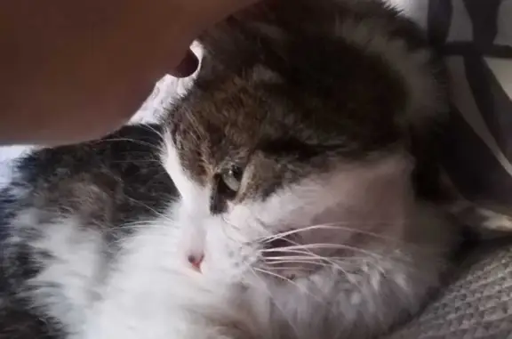 Кошки потеряшки, Санкт-Петербург, фото: Потеряшка кошка Беня на набережная канала Грибоедова, 154, Санкт-Петербург