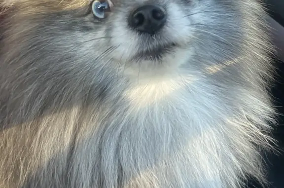 Найдена собака Шпиц, голубые глаза, без чипа.