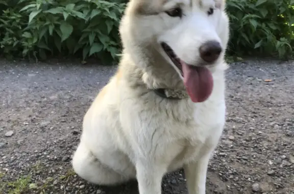 Найдена собака, Московская область, фото: Найдена собака Хаски с разными глазами в Долгопрудном