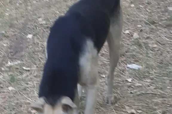 Потерянная собака в поселении Маляевское, Волгоградская область