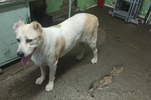 Собака найдена: ул. Коммунаров, Краснодар