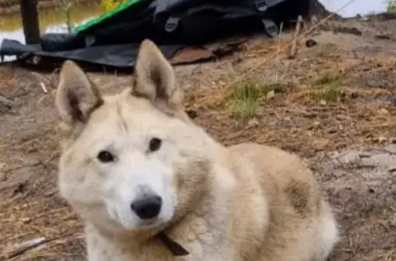 Пропала собака Сэм, бело-персиковый окрас, возраст 3 года, район Новоуренгойского газохимического комплекса, ЯНАО
