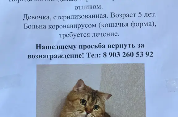 Пропала кошка, ул. Домодедовская 38, Москва