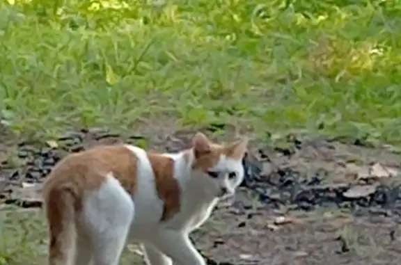 Найдена ручная кошка в Москве