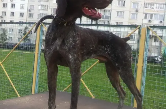 Собаки потеряшки, , фото: Потеряшка собака Варт, курцхаар, 8 лет, Электрогорск