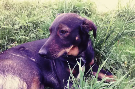 Пропала собака: Кобель митис, окрас черный, белая грудь, рыжие лапы