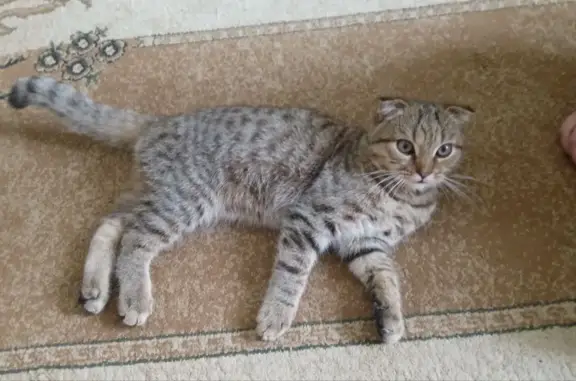 Найден британский кот в Орле, ул. Чечневой, 3