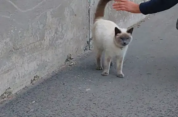 Найдена молодая кошка с ошейником на Гражданской улице, 7, Псков