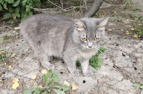 Пропала серая кошка: Софийская улица, 29, СПб