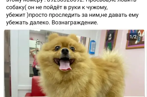 Пропала собака по адресу Бульвар Академика Ландау, 3, Москва