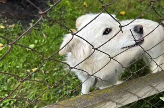 Найдена собака Пёс, бело-рыжий окрас, Деревня Нефедово-Деденево, 22