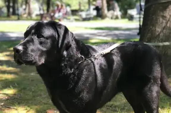 Пропала собака: чёрный лабрадор, 10 сентября 2023, Сочи