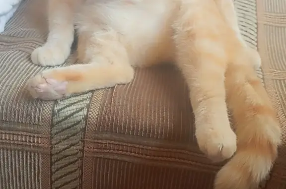 Кошки потеряшки, Санкт-Петербург, фото: Потеряшка кошка Гелик: Сев. пр-т, 6 к1, СПб