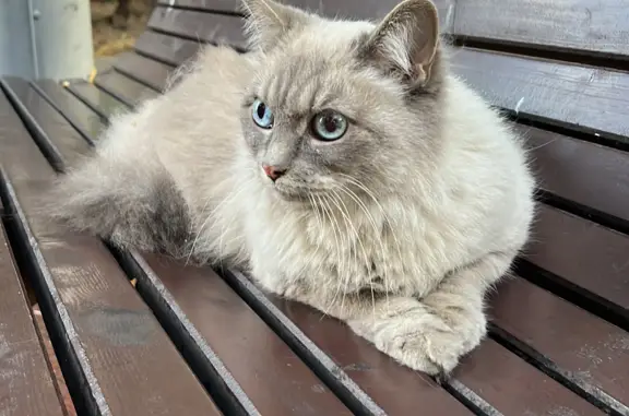 Найдена кошка с голубыми глазками на Сормовской улице, 6, Москва