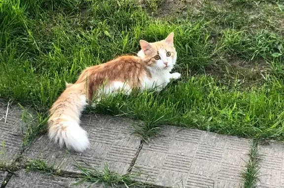Пропала кошка Кот, Барсик, 1 год, рыжий с белым
