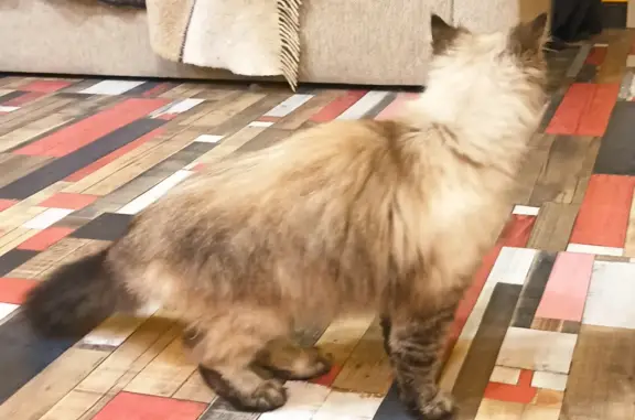 Найдена худая домашняя кошка на ул. Громова, 28 к1, Тверь