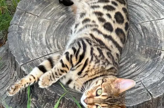 Пропала бенгальская кошка с красным ошейником, Московская область