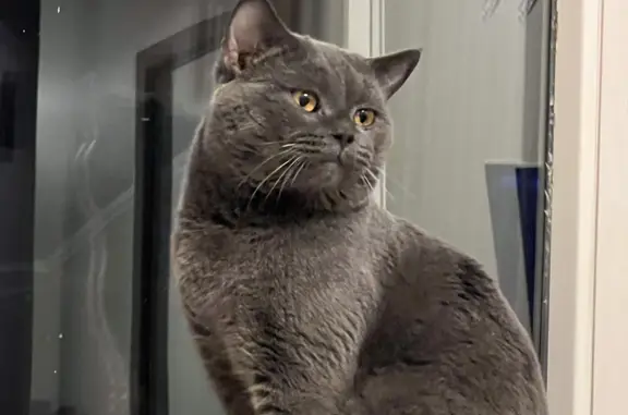 Найдена кошка, Москва, фото: Найдена кошка на ул. Шарикоподшипниковская