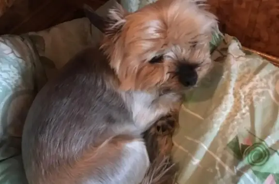 Собаки потеряшки, Коккорево, фото: Потеряшка Йоркширский терьер, кобель, 15 лет, Коккорево