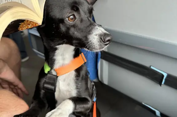 Собаки потеряшки, Санкт-Петербург, фото: Потеряшка собака: Черно-белая дворняжка, Овсянниковский сад, 10 сентября