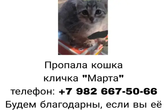 Пропала кошка, спрыгнула с балкона, окрас камышовый, ул. Большакова, 13А, Екатеринбург
