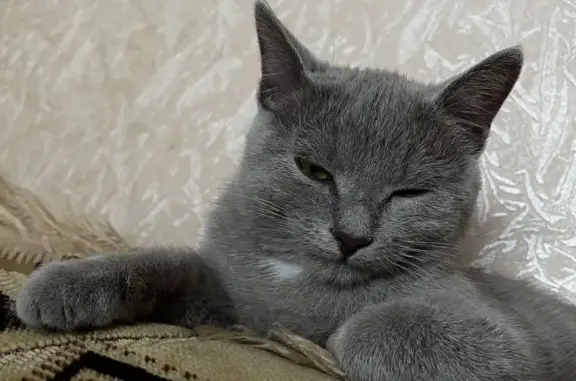 Пропала кошка на Клинцовской ул., 53, Брянск