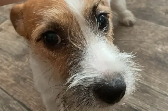 Собака породы Джек Рассел терьер найдена в Новокузнецке