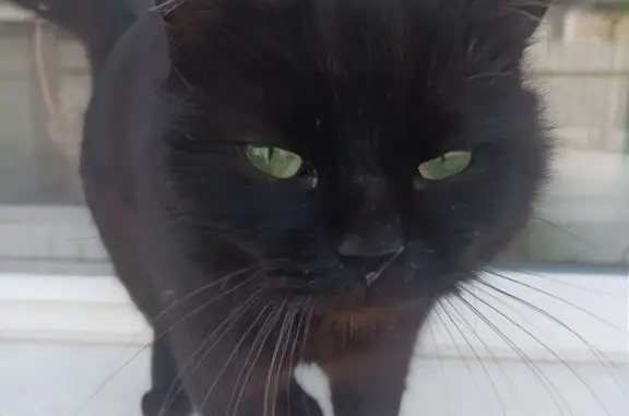 Пропал черный кот с ошейником в Струнино