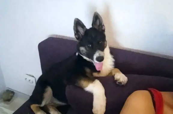 Собаки потеряшки, Санкт-Петербург, фото: Потеряшка собака, щенок в Санкт-Петербурге