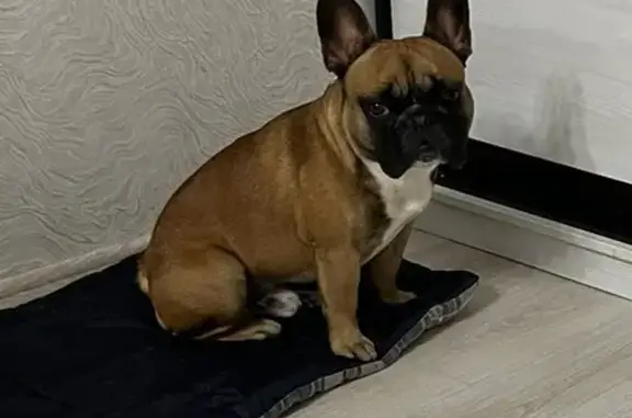Собака найдена на Волоколамском шоссе