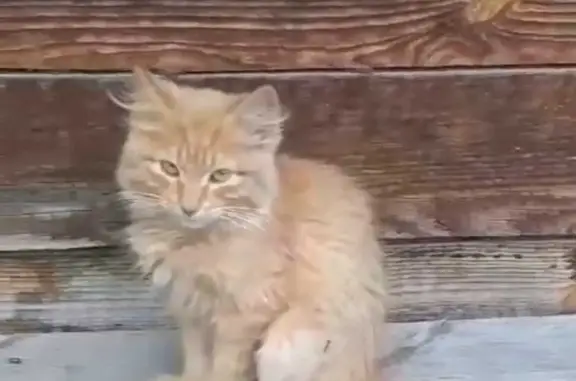 Пропала кошка: Кот, 4 мес., светло-рыжий, Агрономическая ул., Курган