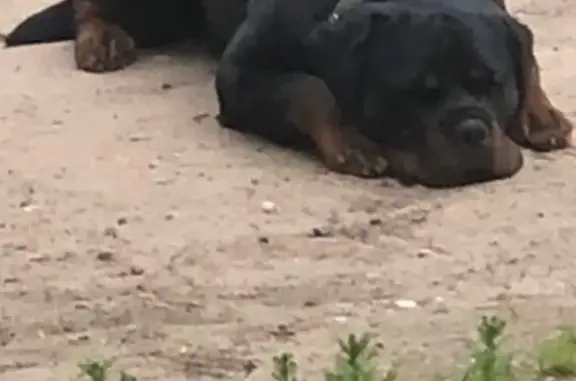 Пропала собака Ротвейлер в Тарногском районе Вологодской области