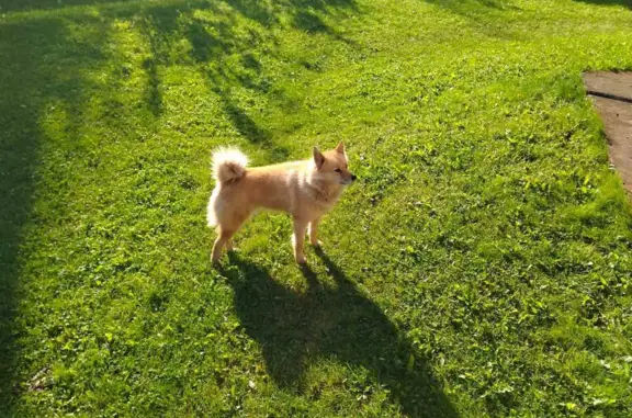 Пропала собака Карело-финская лайка в Перми