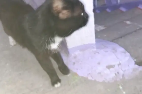 Найдена худая кошка на ул. Бабуркина, 6, Барнаул